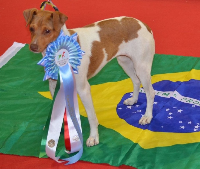 du domaine des Mandets - world dog show milan 2015