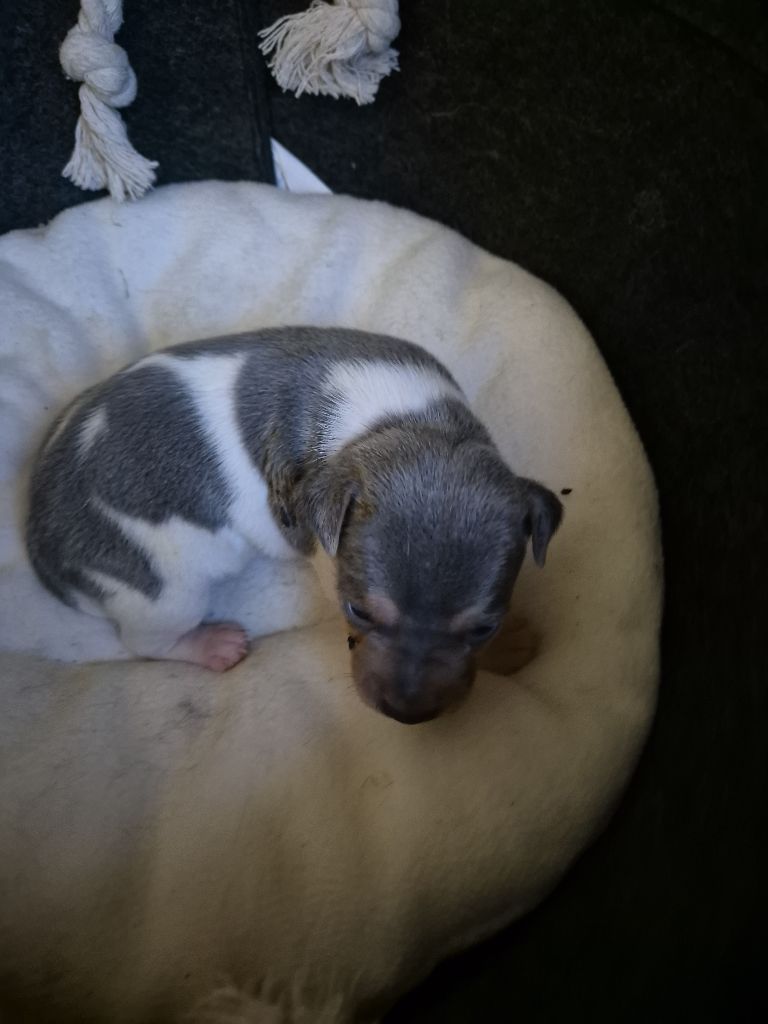 du domaine des Mandets - Chiot disponible  - Terrier Bresilien