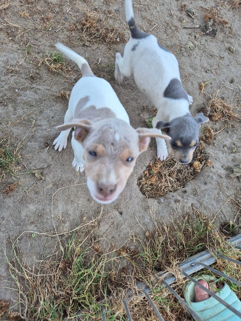 du domaine des Mandets - Terrier Bresilien - Portée née le 02/07/2024